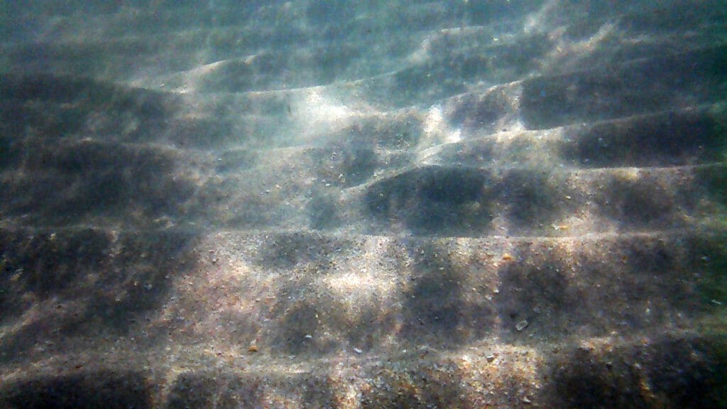 Ocean Floor. 2019. Fuji Underwater Camera 
