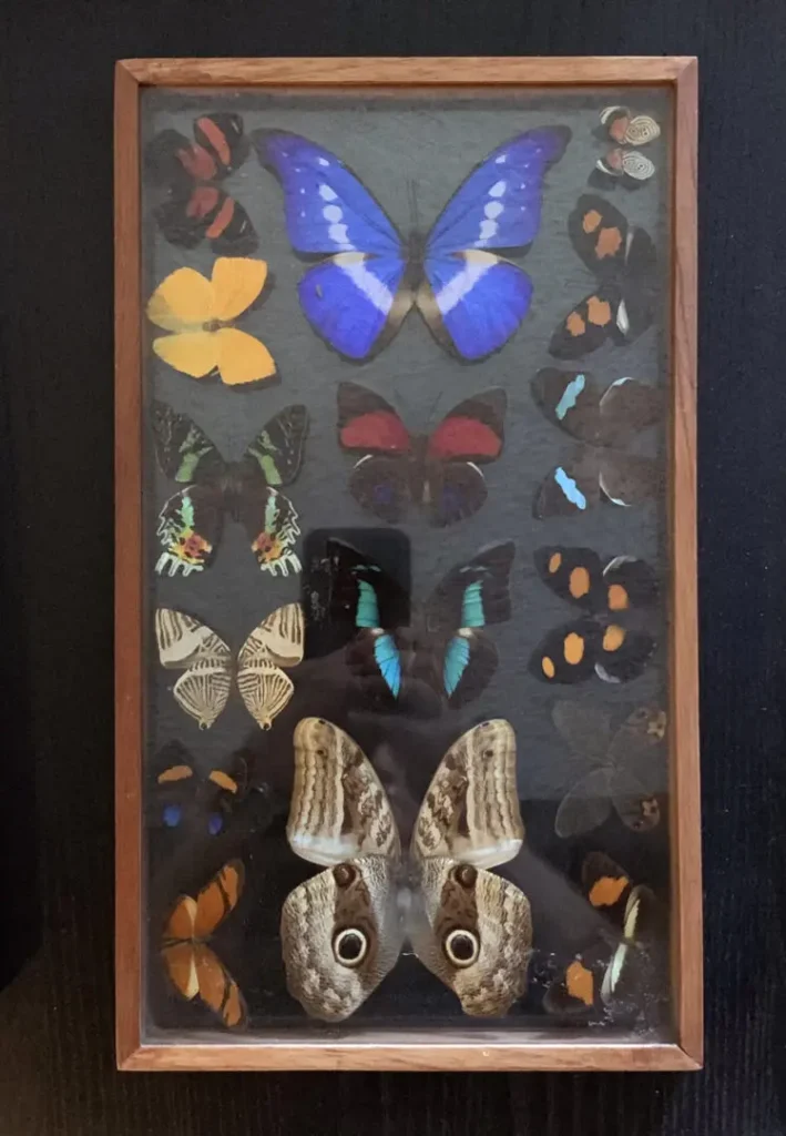 Butterfly Collection. Peruvian  