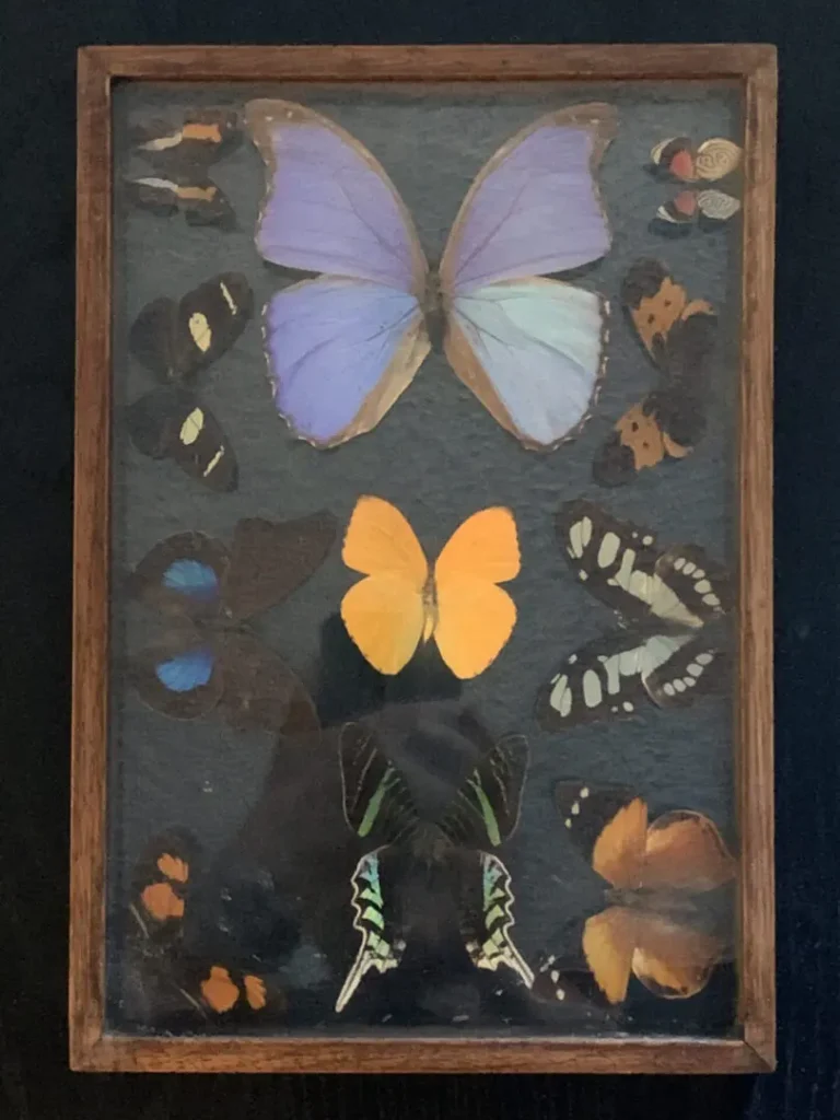 Butterfly Collection. Peruvian   