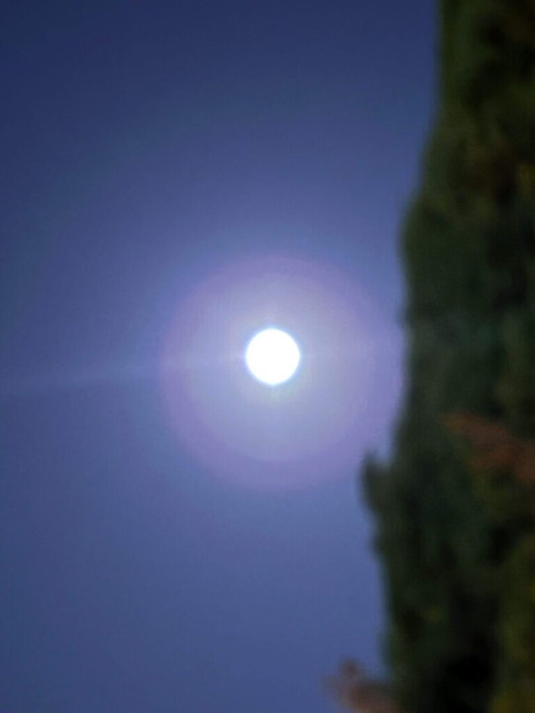 Clifford Singer. Full Moon defocused Cypress. May 1. 2026