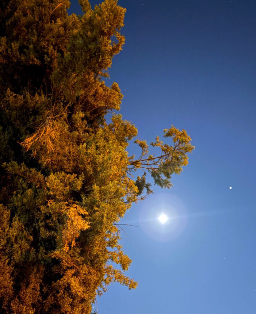 Clifford Singer. Full Moon with Cypress. May 1. 2026