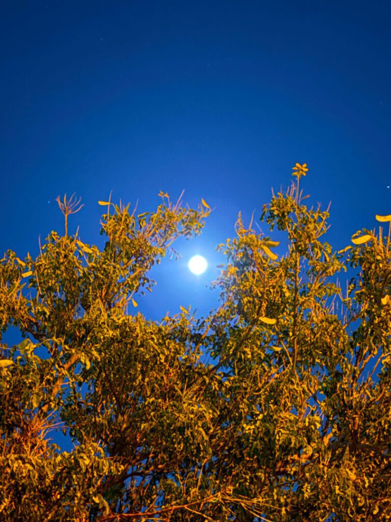 Clifford Singer. Full Moon with Vegetation. May 1. 2026
