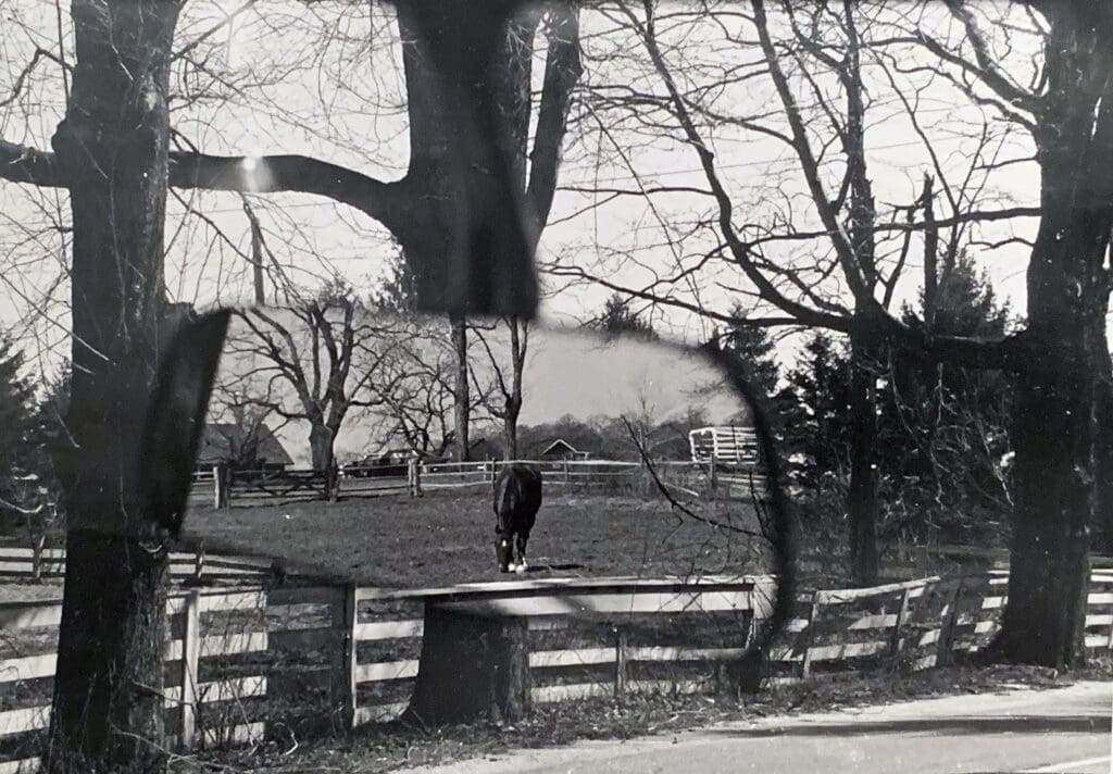 Horse. 1970. Kodak Tri-X 400 B&W Film and darkroom print.  Leica Camera  