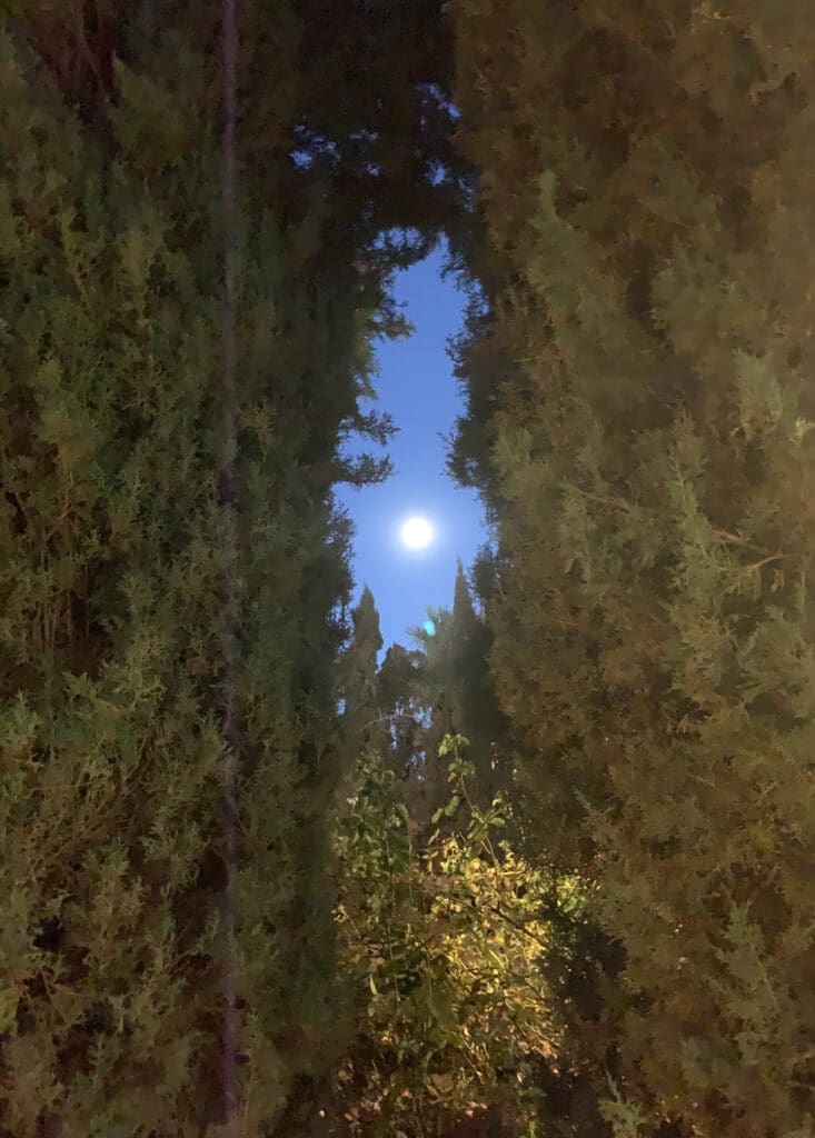 Full moon shining brightly between tall trees in the night sky.
