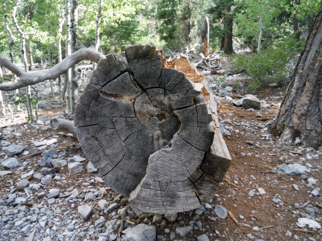 Digital Photo. 2015. Mt. Charleston, Nevada 