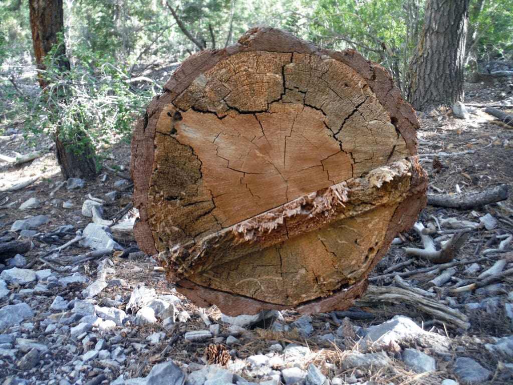 A cracked tree stump in a forest with a broken branch lying across it.