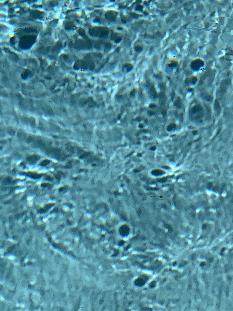 Microscopic view of a biological tissue sample showing cell structures.