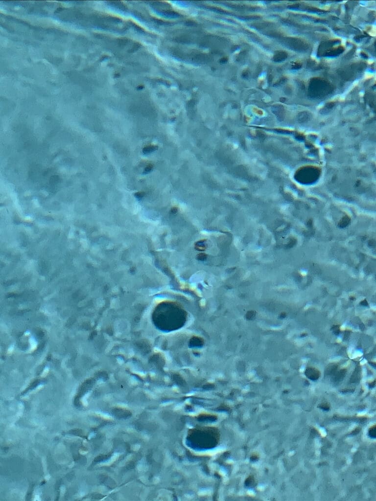 Microscopic view of cells with visible nuclei in blue.