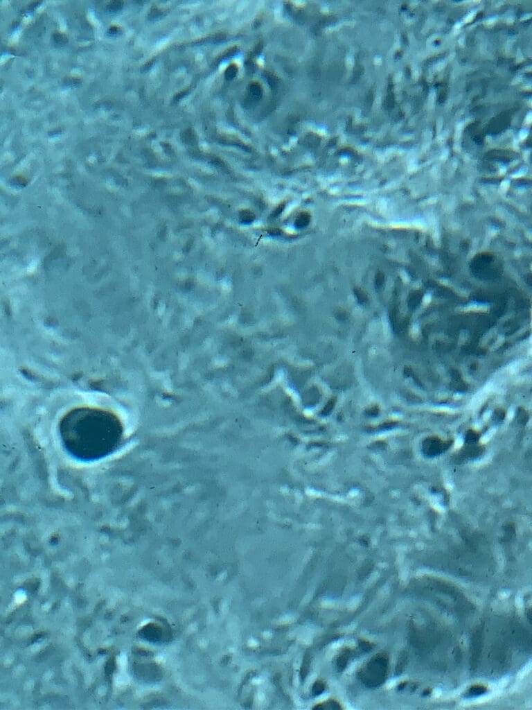 Microscopic view of a blue-stained cell with a prominent nucleus.