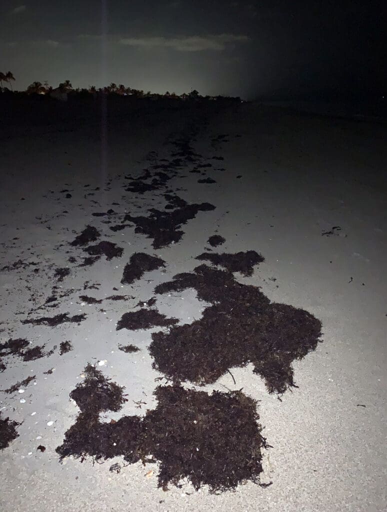 Dark patches of an unknown substance scattered on a dimly lit road at night.