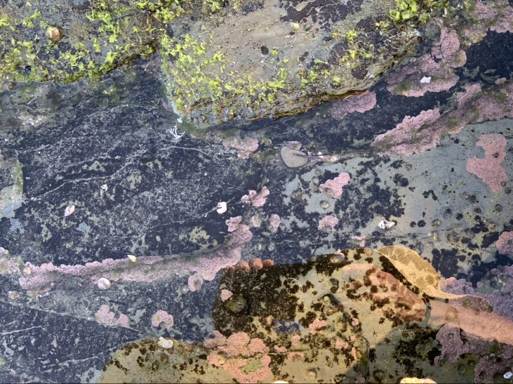 Close-up of a textured rock surface with moss and lichen.