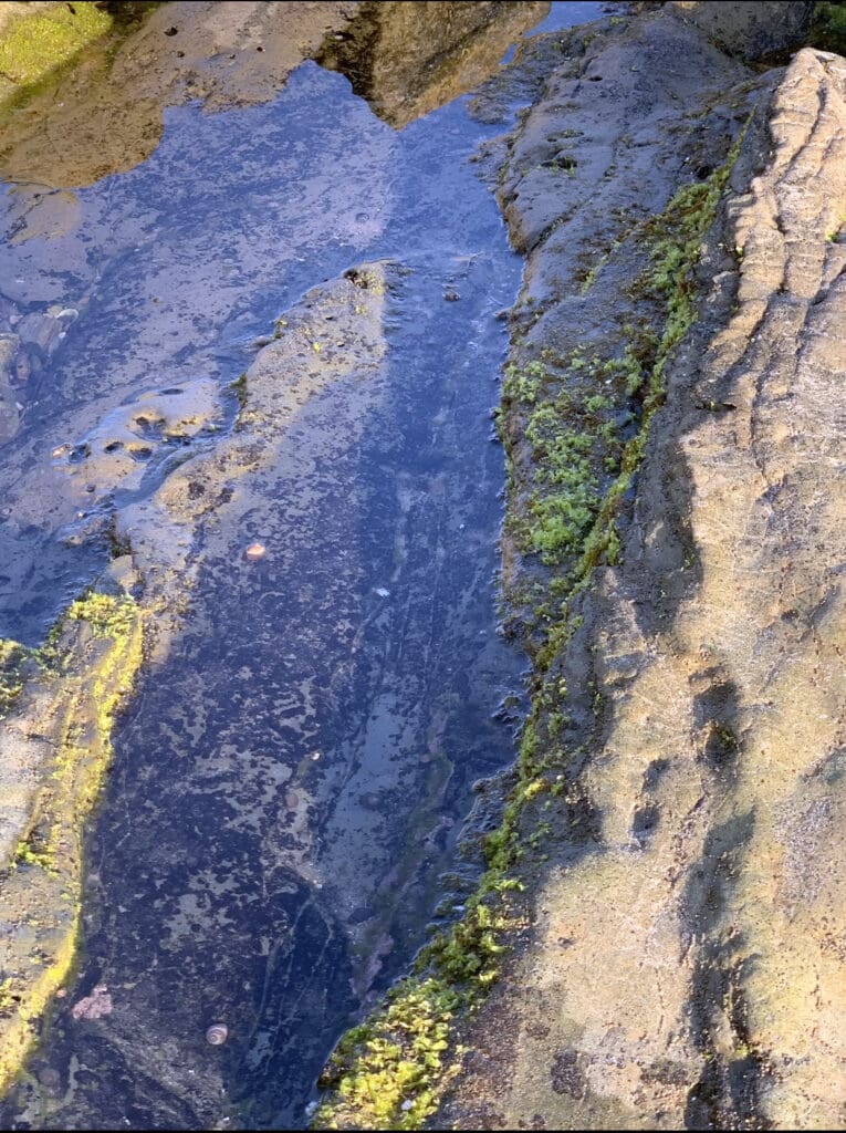 Close-up of moss and algae on wet rocks.