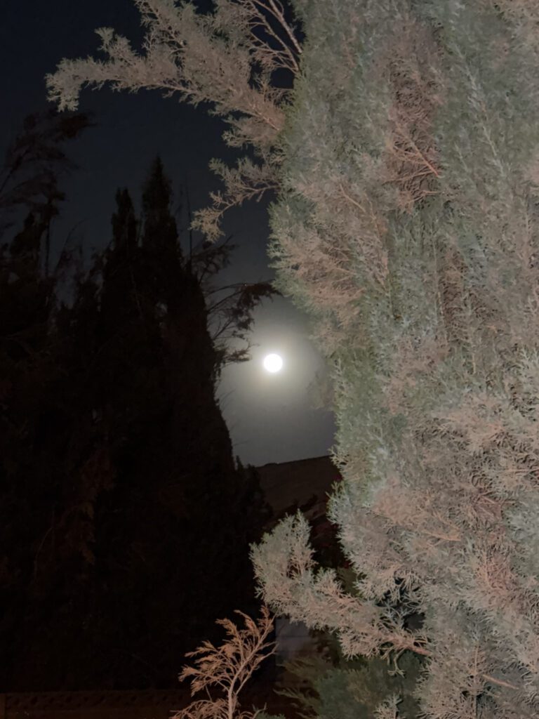 Clifford Singer. Full Moon with Cypress. Photograph. iPhone. April 1. 2026