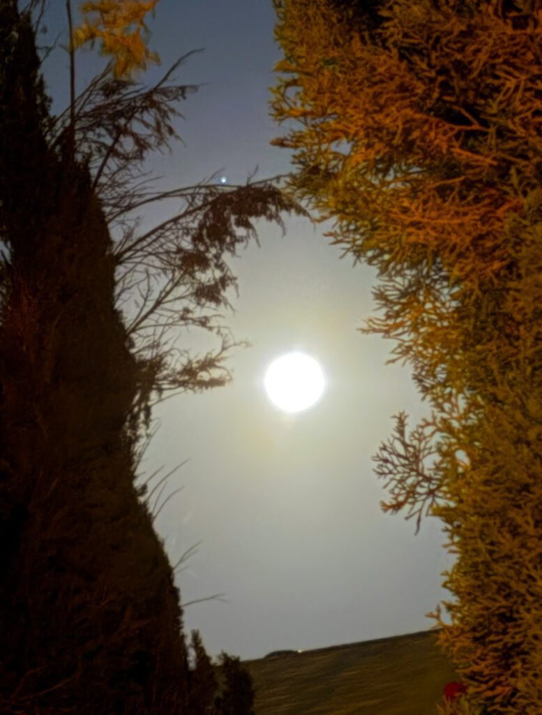 Full moon framed by cypress and orange foliage