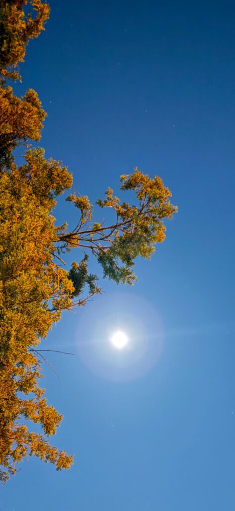 Full moon sky with golden cypress branches