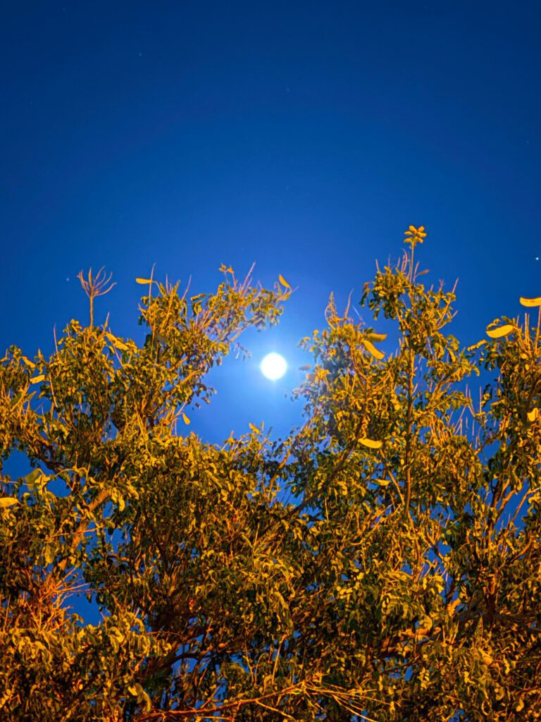 Full moon above orange-lit tree canopy