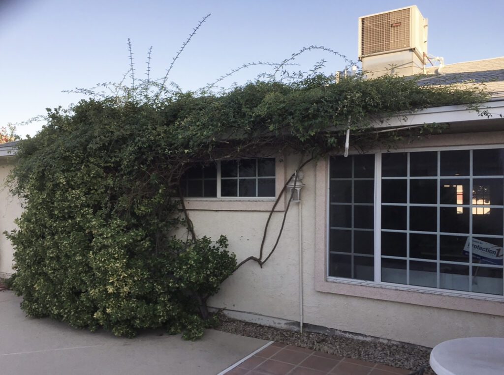Bush and vine growing over house facade